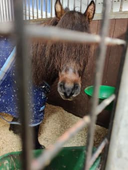 Kumlaby Toota, S.B.Hipster(bison)
